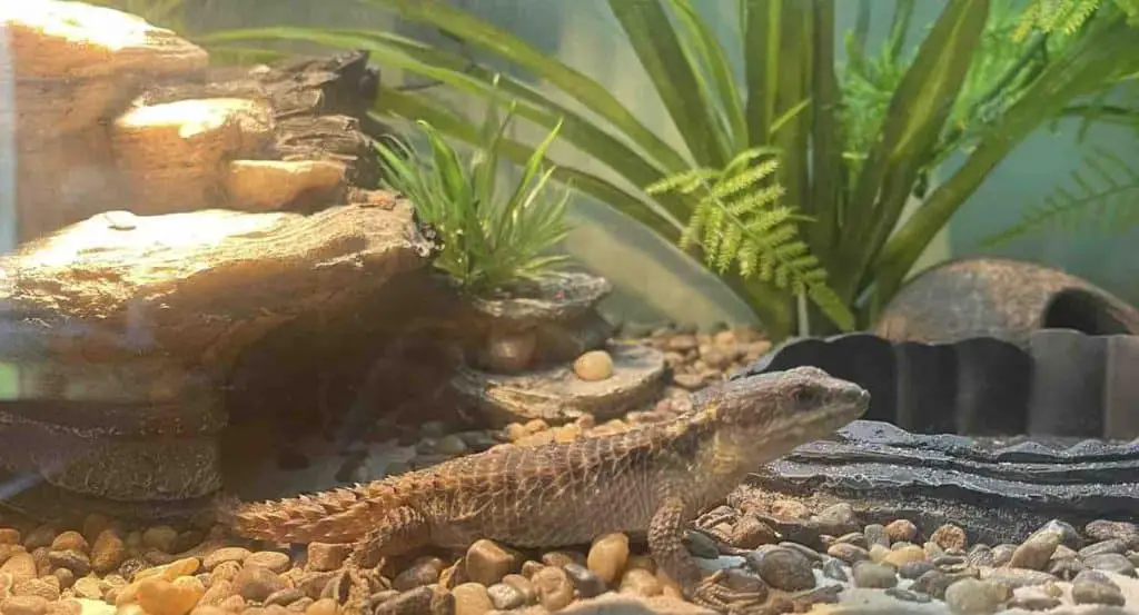 Armadillo lizard can play dead