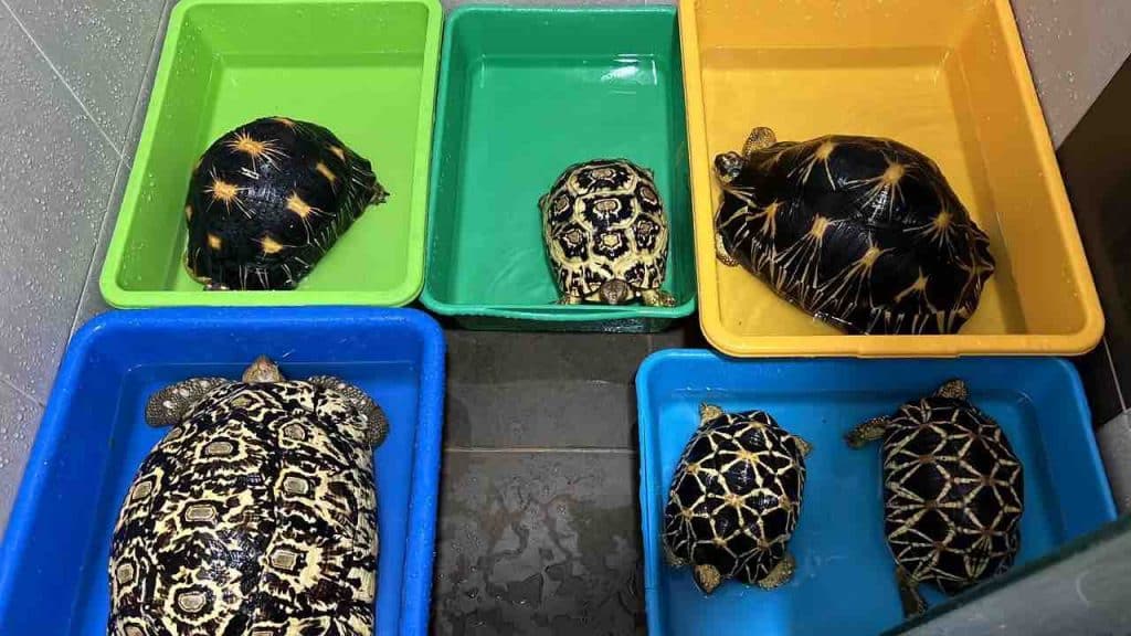 Indoor sulcata tortoises soaking under water