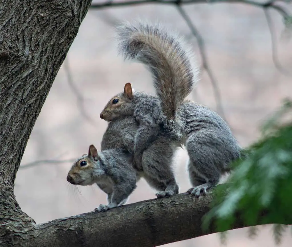 Squirrel Mating 