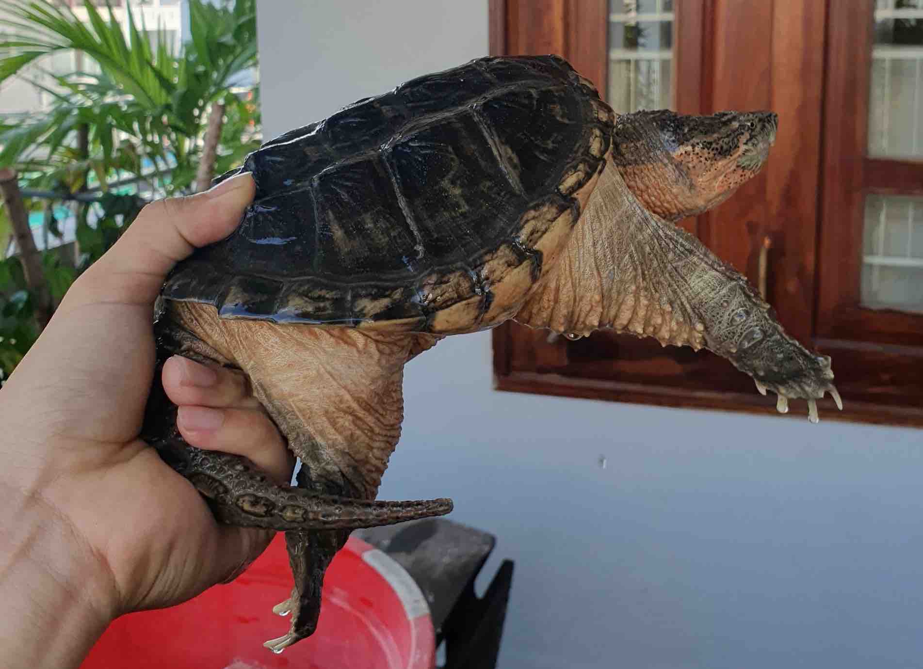 Snapping Turtle Tail Understanding Appearance Size And Sexing 